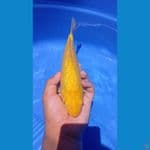 karashi lemon ginrin  28 cm