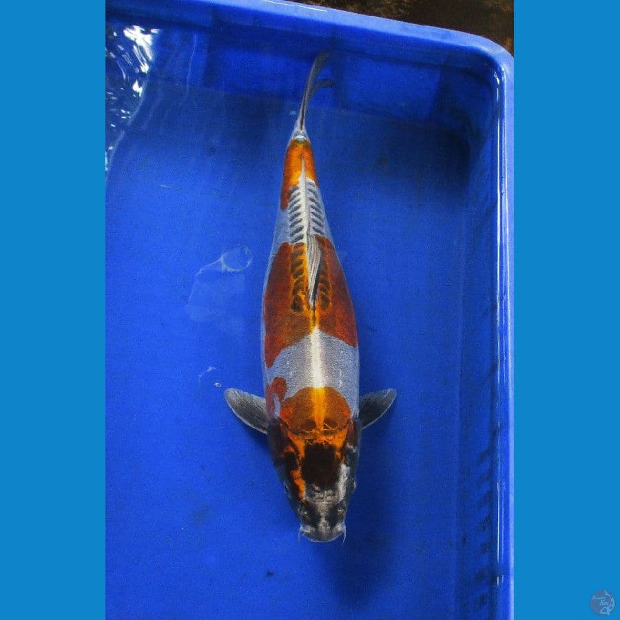 kikokuryu±40 bu