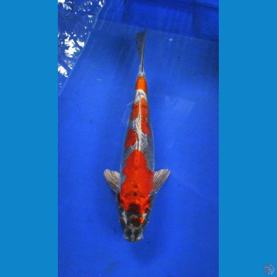 Benikikokuryu ±30cm