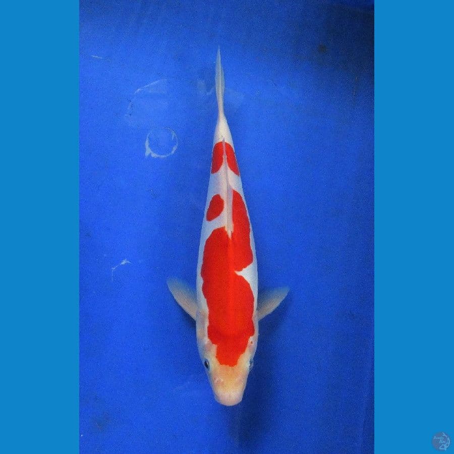 Doitsu kohaku ±30bu