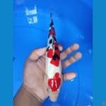 sanke doitsu 26 cm