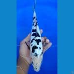 bekko doitsu 34 cm