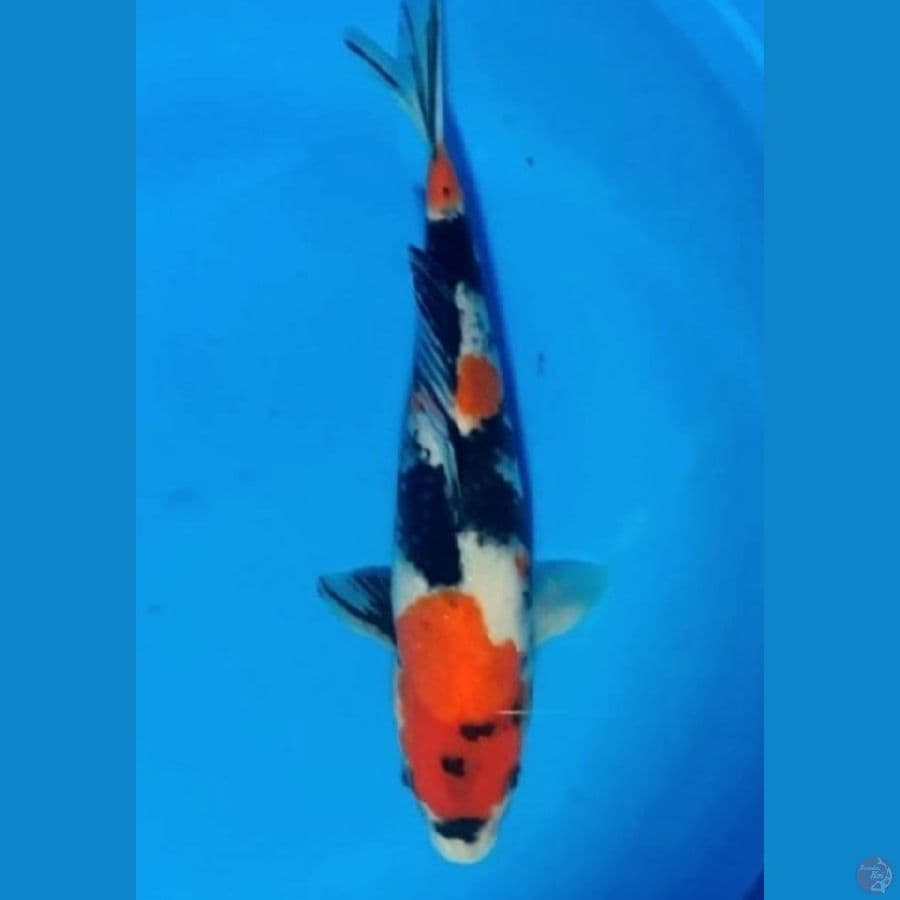 Showa Sanshoku