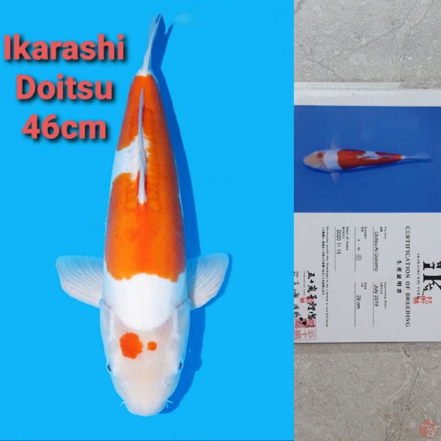 IKARASHI AI GOROMO DOITSU 46CM SERTI