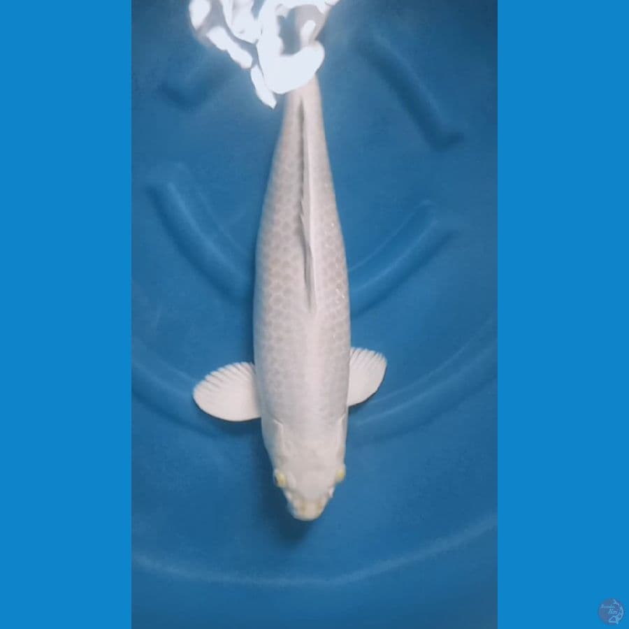 jumbo kanoko,Hariwake 56 cm