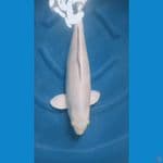 jumbo kanoko,Hariwake 56 cm