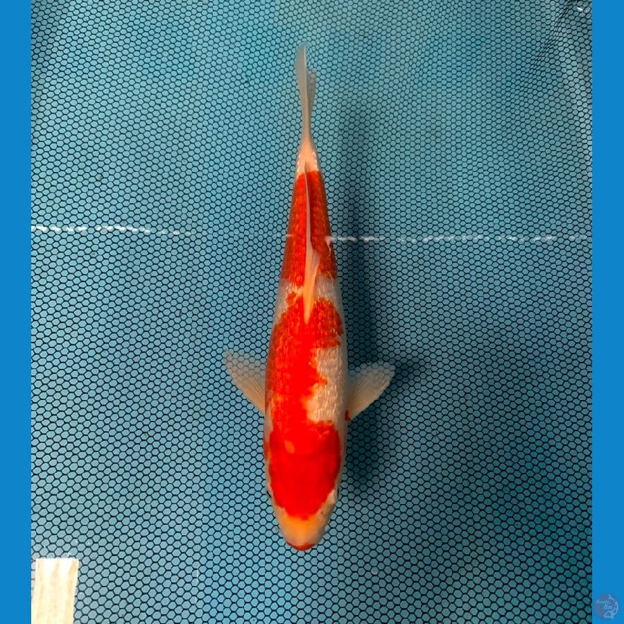 Kohaku Ginrin Quality