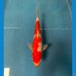 Kohaku Ginrin Quality