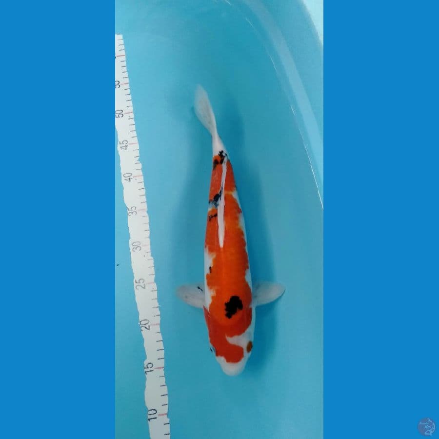 SANKE M 37CM