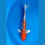 gingga 31cm