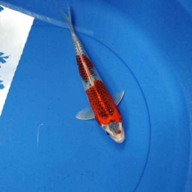 Kujaku merah