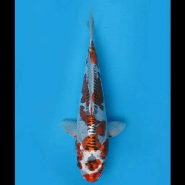 26cm Male - Sq Beni Kinkikoryu