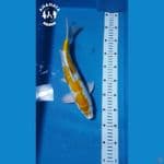 Hariwake 34cm jantan