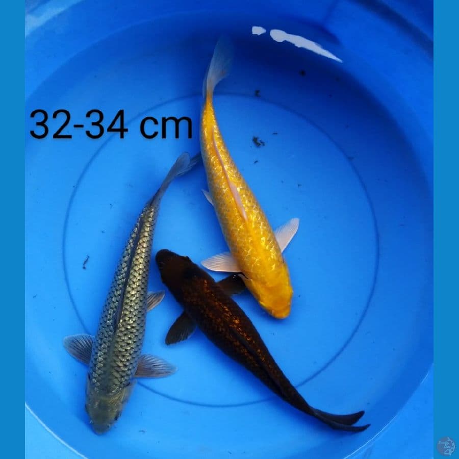 mix ginrin 32-34 cm