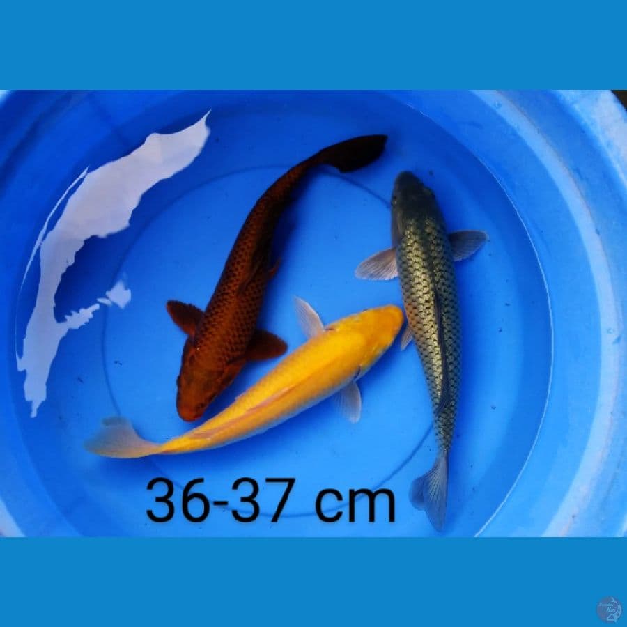 mix ogon 36-37 cm