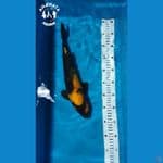 Utsuri 36cm jantan