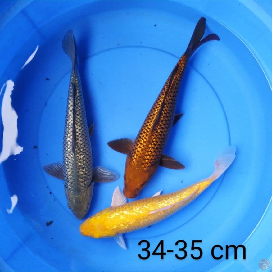 mix ginrin 34-35 cm