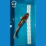Ghosiki 36cm jantan