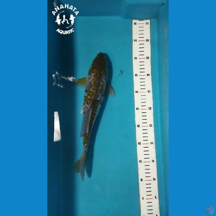 Antikan Aragoke 33cm