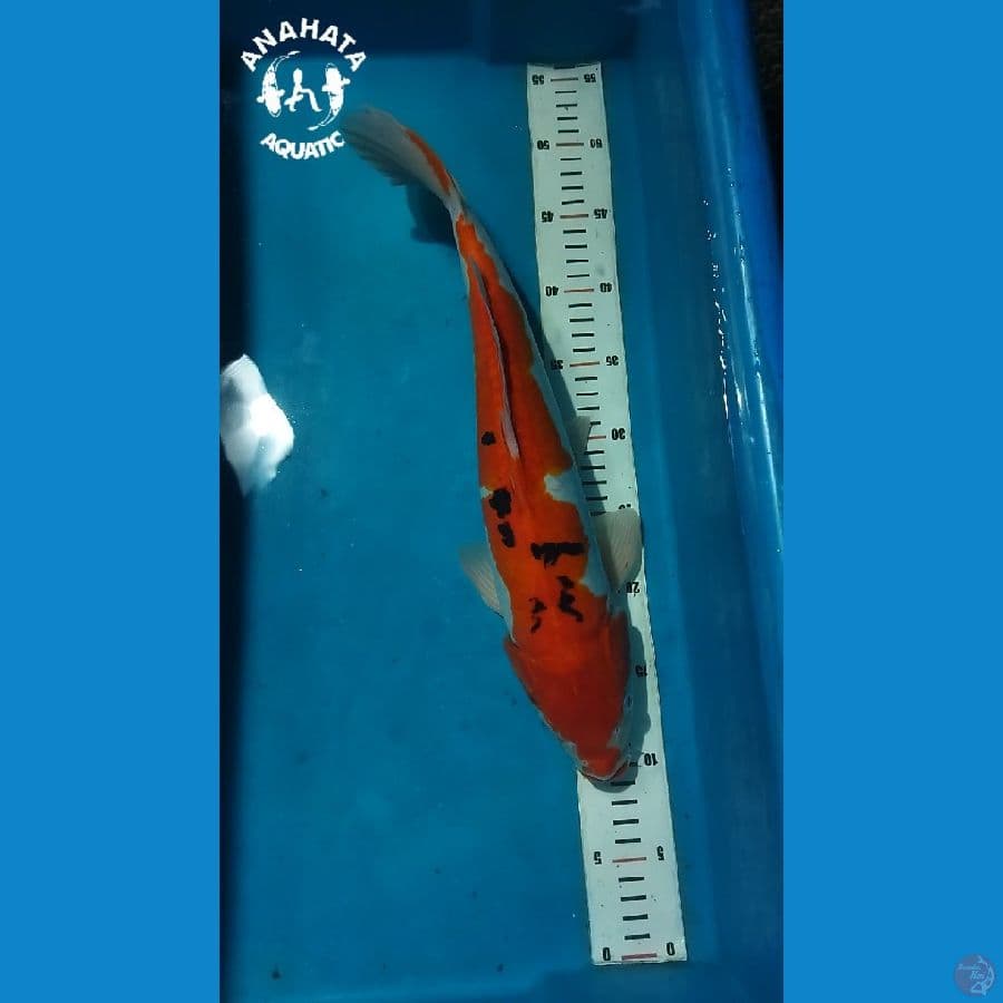 Beni Kumonryu 40cm