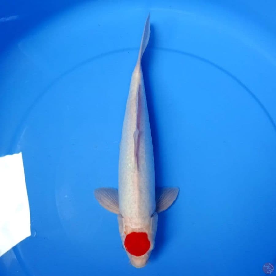 Tancho khohaku doitsu 35cm