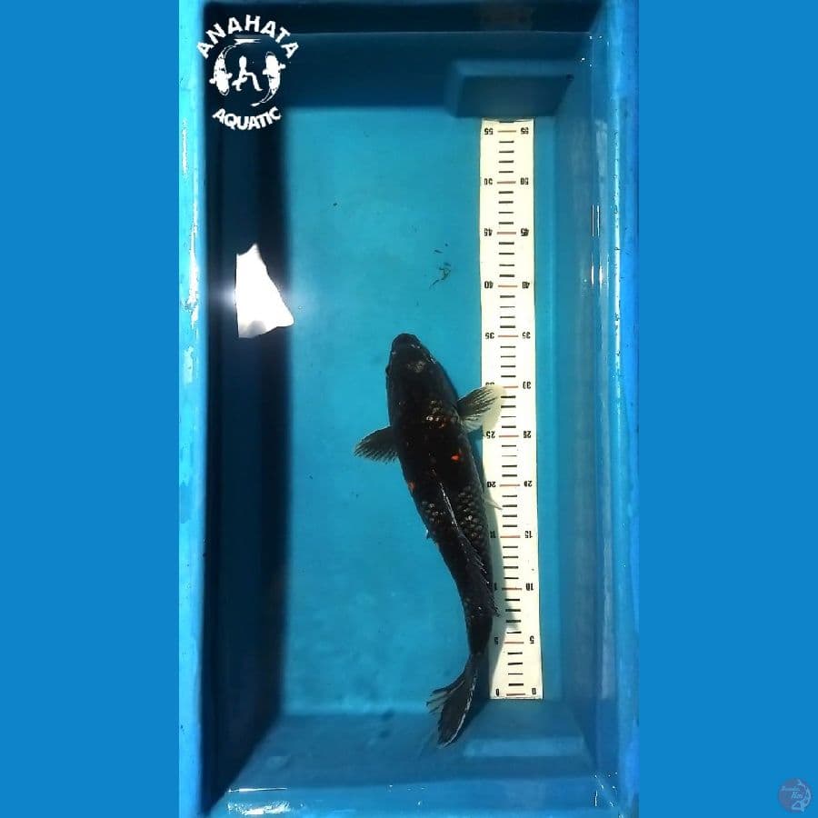 Beni Matsukawabake 38cm