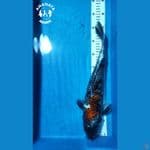 Beni Matsukawabake 40cm