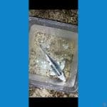 bahan keeping madsuba 15cm sq