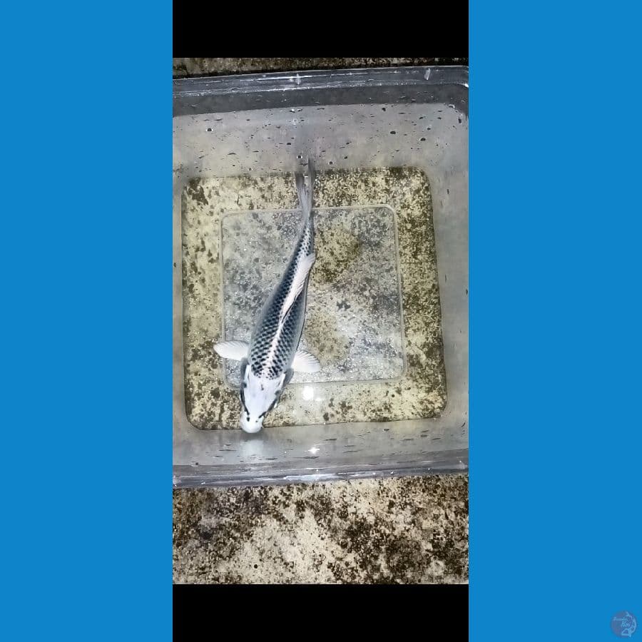 bahan keeping gin madsuba 18cm
