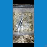 bahan keeping gin madsuba 18cm