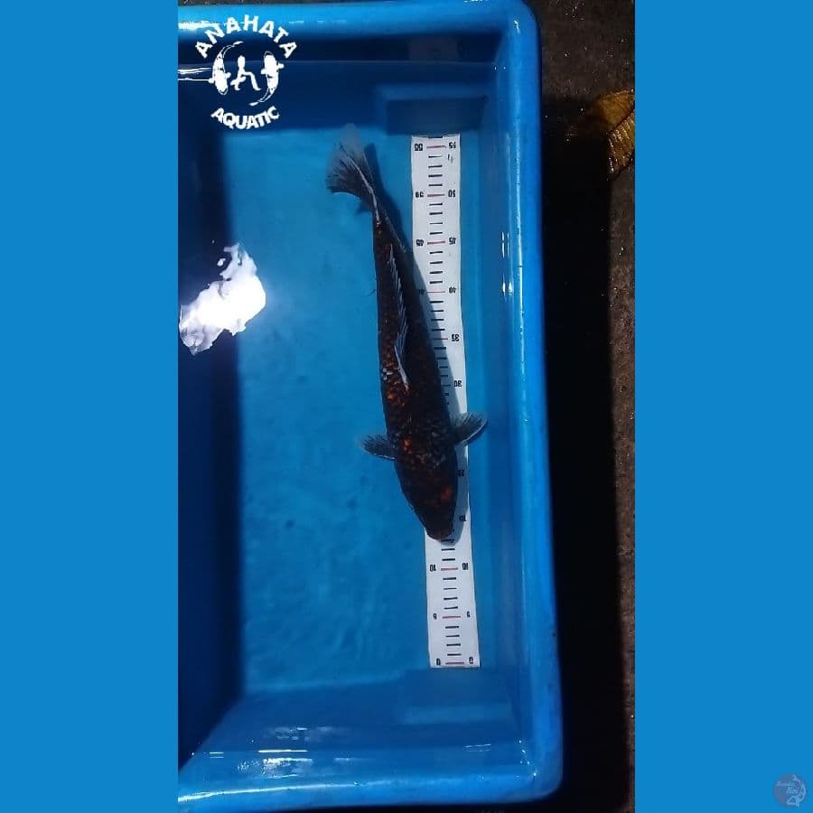Beni Matsukawabake 40cm