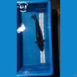 Beni Matsukawabake 40cm