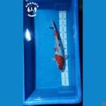 Kohaku Doit 36cm