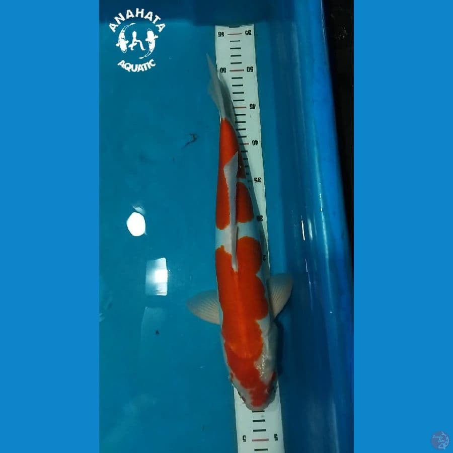 Kohaku Doitsu 39cm