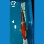 Kohaku Doitsu 39cm
