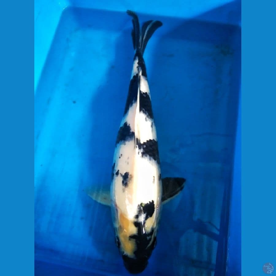 Shiro Utsuri 38cm