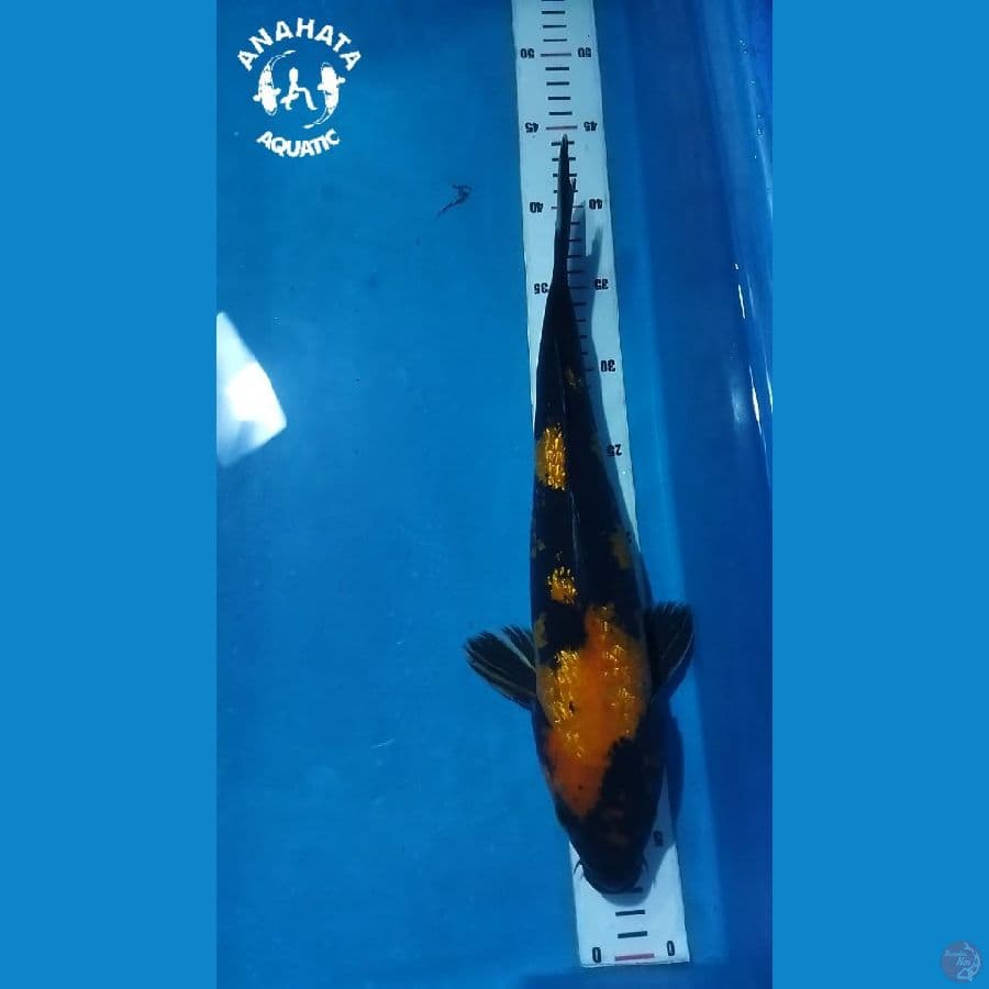 Hi Utsuri Ginrin 35cm