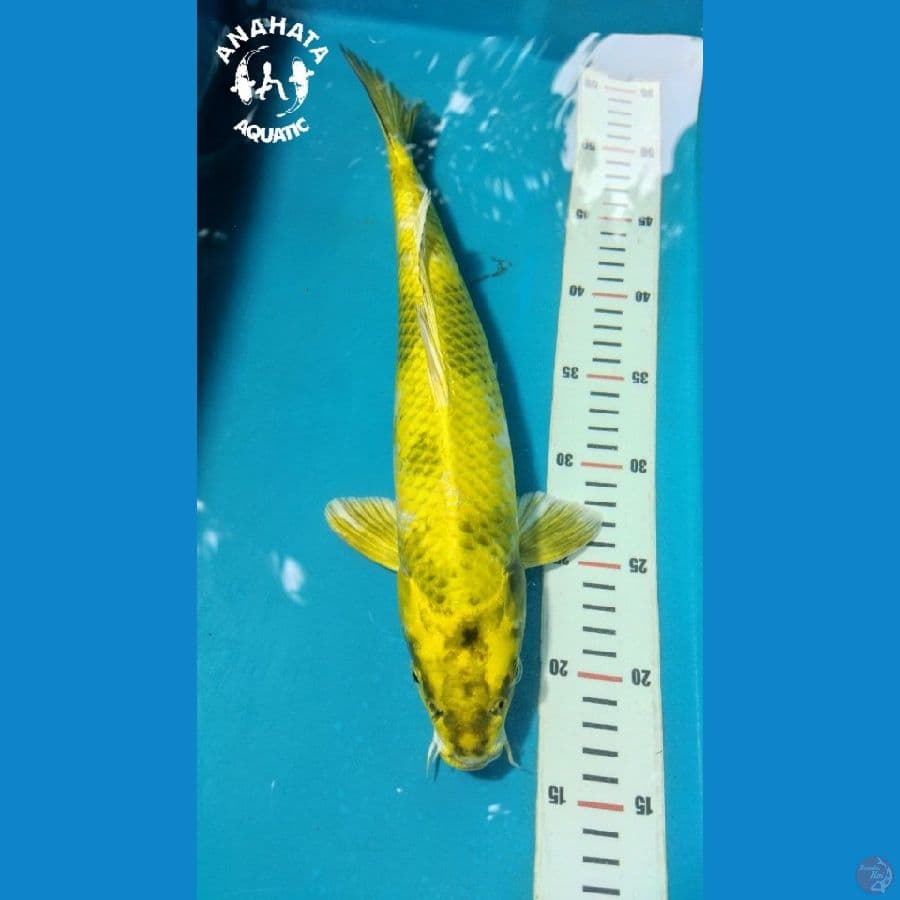 Kin Ki Utsuri 35cm