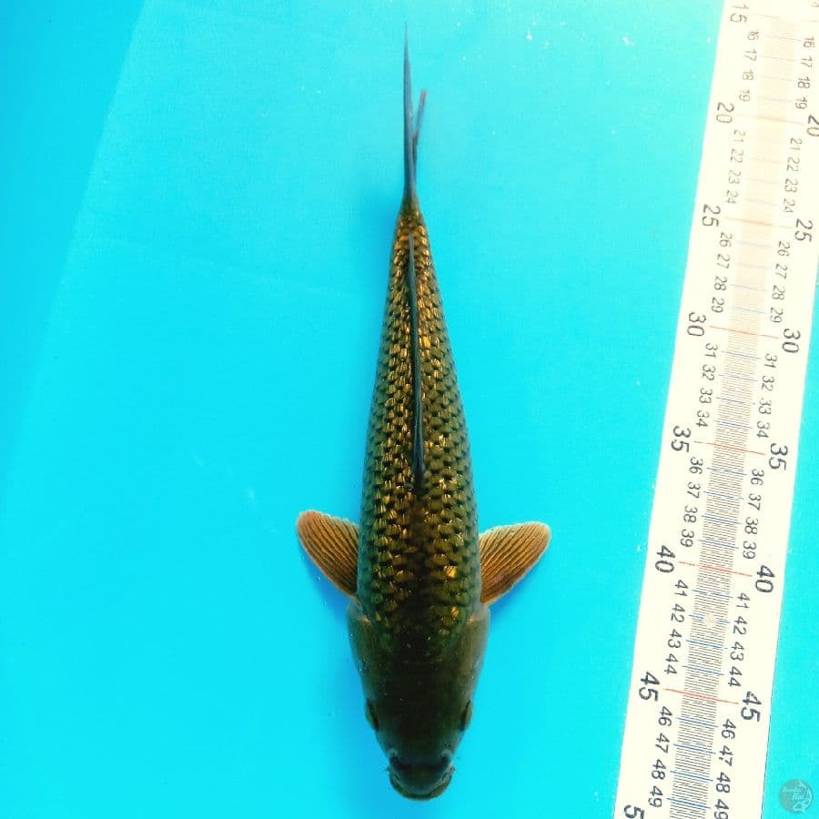 MIDORI GINRIN//ML/30 CM
