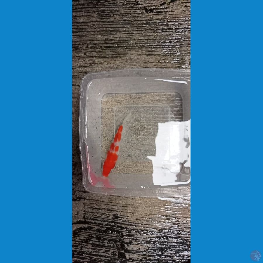 Minions Kohaku SQ 15bu™