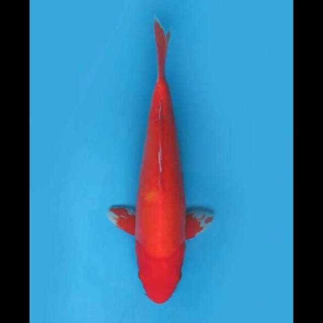 34cm Female - Benigoi Doitsu Merah