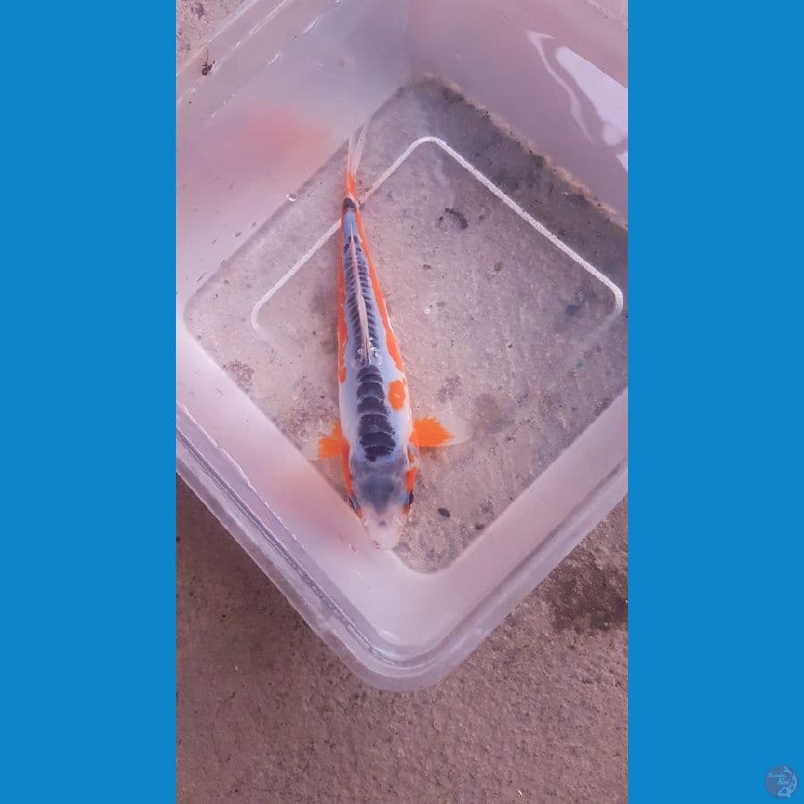 SHUSUISQ17CM