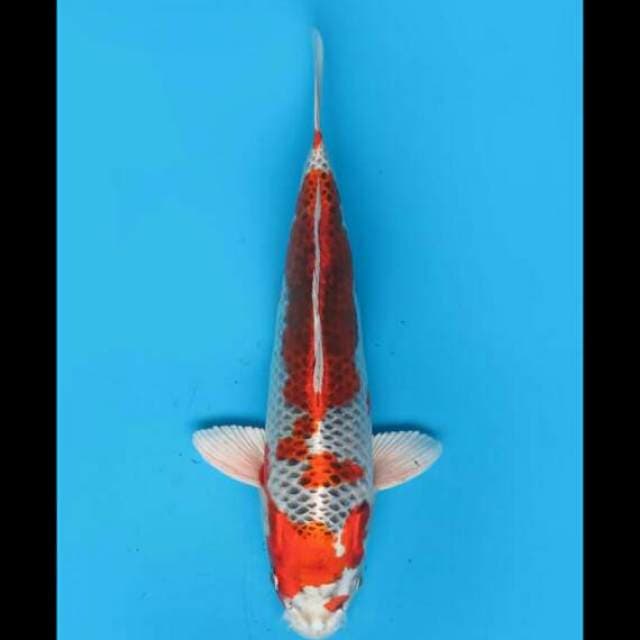 36cm Female - Kujaku Jumbo F1 