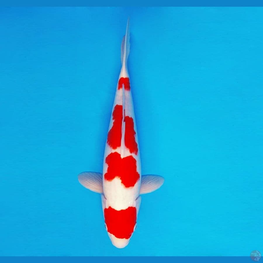 IWOJIMA 1 ~ Kohaku 34 cm/male ™