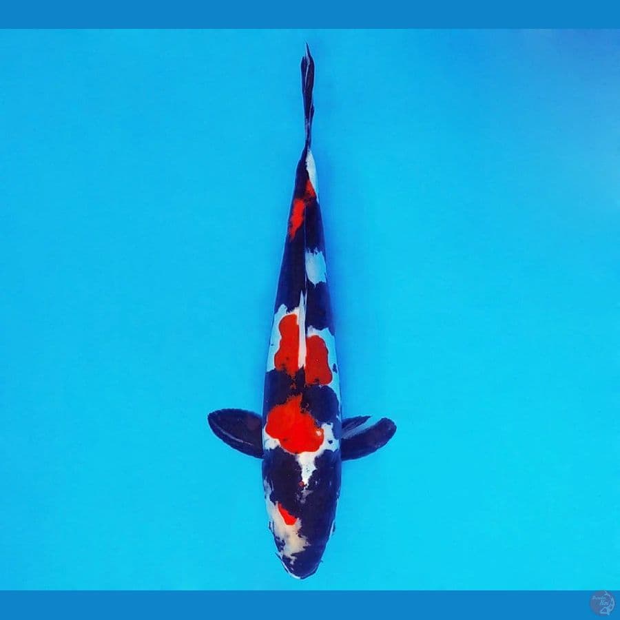 IWOJIMA 8 ~ Showa Doitsu 22 cm/male ™