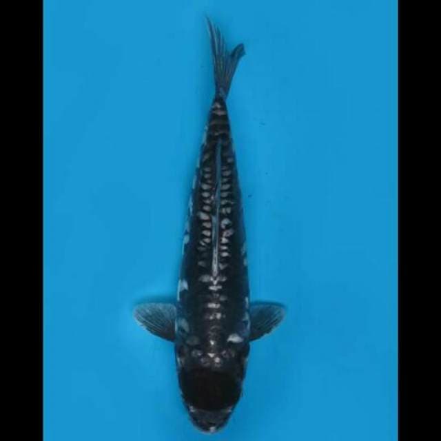 36cm Female - Jumbo Tancho Antik 