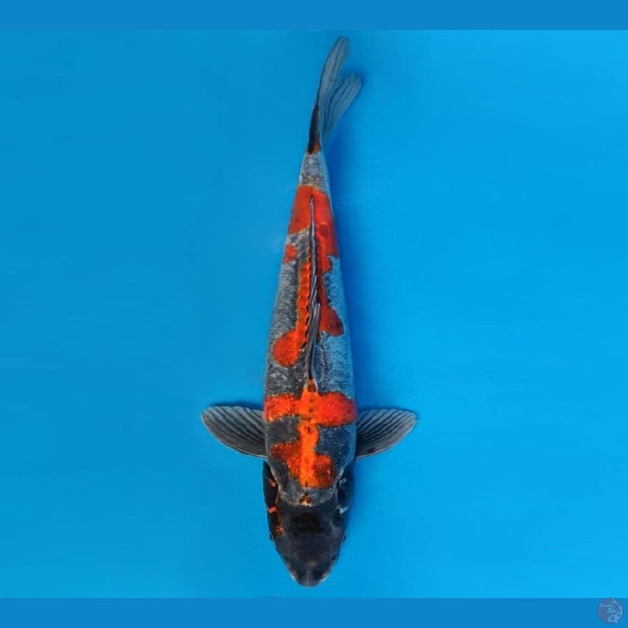 IWOJIMA 9 ~ Beni Kikokuryu 34 cm/male ™