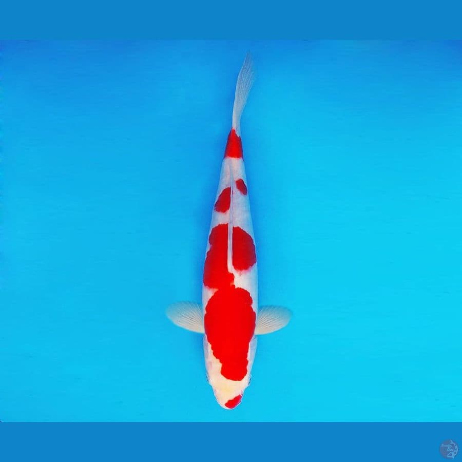 IWOJIMA 10 ~ kohaku 34 cm/male ™