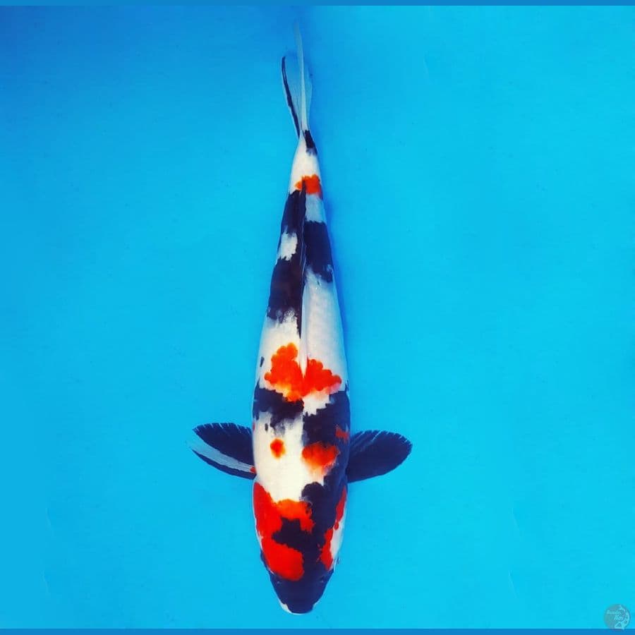 IWOJIMA 11 ~ Kindai Showa 34 cm/fm ™
