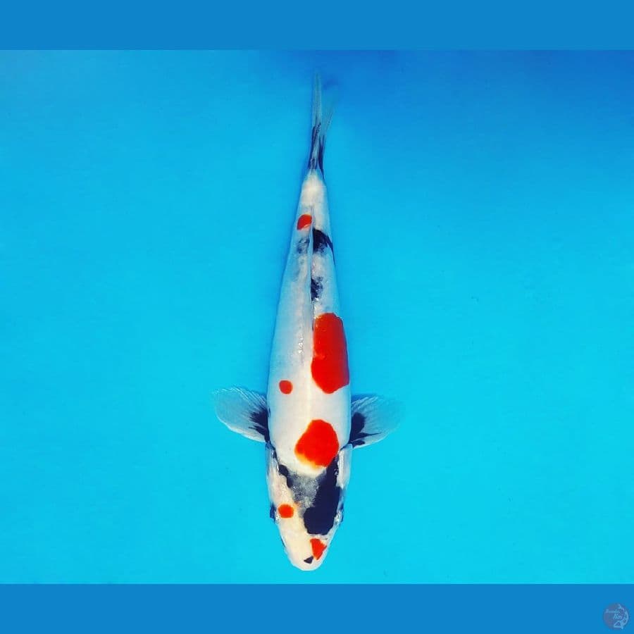 IWOJIMA 14 ~ Kindai Showa Doitsu 19 cm/fm ™
